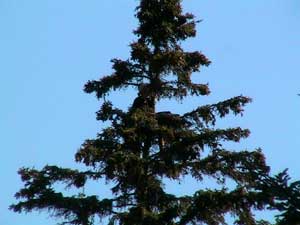 L'arbre de Julie, le 6 juillet au matin.